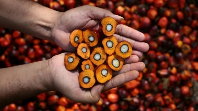 Перемены на кухне: Российская пищевая промышленность отказывается от пальмового масла